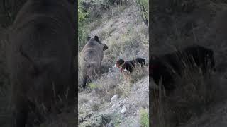 Dog Chases Giant Wild Boar 🐗 Köpek Dev Domuzun Peşinde! #hog #wildboar #pig