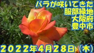 バラが咲き出した、服部緑地（大阪府豊中市）２０２２年４月２８日（木）