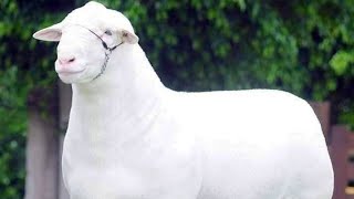 Raising Lambs for Meat? These 5 Breeds are Top Performers