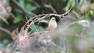 [4K] 野鳥：ジョウビタキ 雌／ＨＴ公園