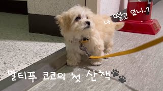 [코코로그 no.8] 아기 강아지 첫 산책!🐾 목줄과 하네스 중 과연 코코의 픽은..?⚖️