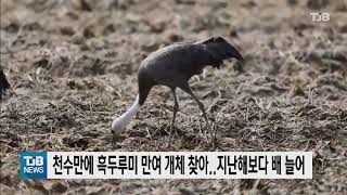 천수만에 흑두루미 만여 개체 찾아.. 지난해보다 배 늘어｜ TJB 대전·세종·충남뉴스