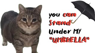 OIIA OIIA Cat - You can stand under my UMBRELLA (Tiktok)