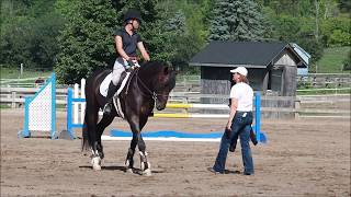 HIS QUERIDO SNEAK PEAK - HWT Stables Warmblood Breeders in Ontario