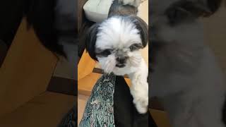 おねだりシーズー【飼い主目線】 #シーズー #いぬ #受け口 #歯 #犬のいる暮らし