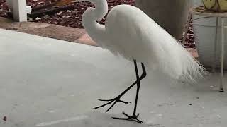 Thursday great white egret Breakfast in the carport