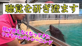 視力が低下してきたクオちゃん【ミナミアメリカオットセイ】