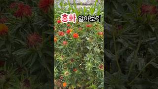 홍화 알아보기