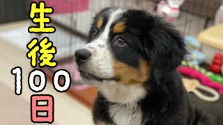 生後100日記念！我が家に来てから50日の思い出！【生後3ヶ月】子犬