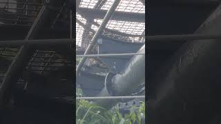 秋寒✎⑦ジャガー・ニライちゃん・カナイちゃん・沖縄こどもの国・・・Jaguar ・Okinawa Zoo \u0026 Museum(20241130)