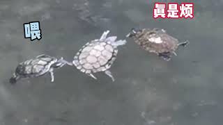 客家话配音搞笑视频 乌龟 Hakka dubbing funny video turtle