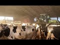 smart farm 2024 withme automatic new farming cow milking feeding and agriculture machines 2024