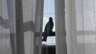 ベランダの手すりに止まったヒヨドリ --- A brown-eared bulbul perching on handrail of veranda