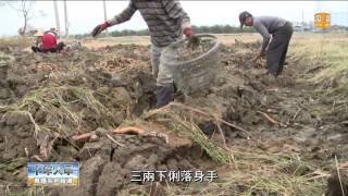 【2015.01.25】白河水庫變土庫 蓮花面臨減產 -udn tv