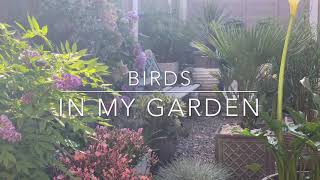 Birds in my garden / Madarak a kertemben