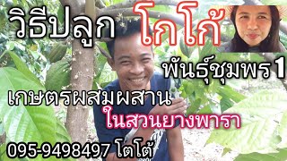 #วิธีปลูก#โกโก้พันธ์ชุมพร1ในสวนยางพารา#0959498497โตโต้#นารถมณีอินทรีฟา@jay-chong10ธค64