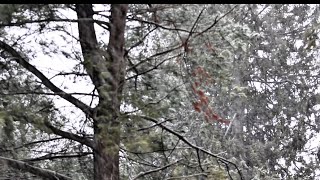 Snow ambience with natural snow ASMR