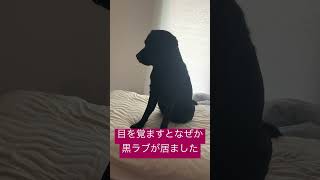 朝6時に起きたら隣に犬が座ってました。 #黒ラブ #labrador