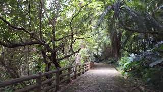 本日の末吉公園 空と森