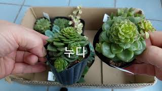 핑크루비다육이 500원 2000원 다육이 언박싱 Succulents unboxing