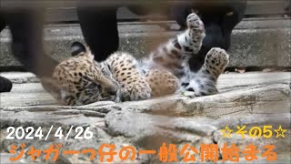 【ジャガー】ジャガーっ仔の一般公開始まる🐱その5　2024/4/26　とべ動物園