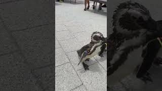 可愛いペンギンさん　ヨチヨチ歩き