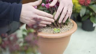 Bandon Co op Gardening New Winter Colour