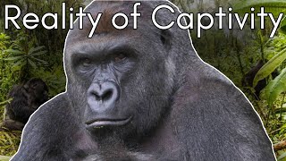 Harambe’s Tragic Tale: The Truth Behind Gorillas in Zoos | Cid Dwyer