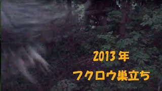 フクロウ雛巣立ち　2013年5月30日