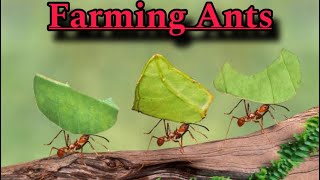 Farming Ants : The oldest insect and Natural farmers of the Nature ! Wildlife Documentary