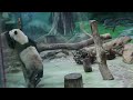 20240711 玩罐吃果好秀氣 圓仔用餐不著急 午餐 giant panda yuan zai