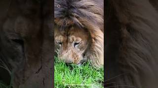 সিংহ কেন মাঝে মাঝে ঘাস খায় 😱 || Why do lions sometimes do this?