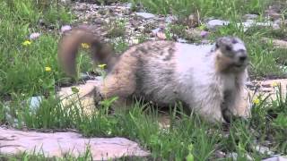 Cute Marmot at Glacier National Park