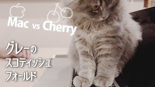 【スコティッシュフォールド】 グレーな子猫はPCが大好き- The Kitten loves to stay on the laptop so much.