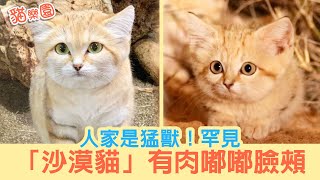 稀有「沙漠貓」再次刷新了貓科動物的可愛程度！