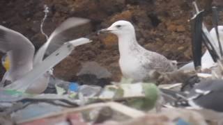 21.12.16 Goéland pontique 2A (Larus cachinnans, Caspian Gull)