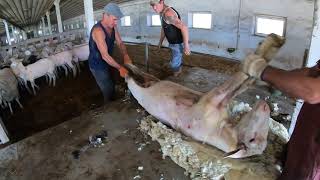 Shearing A Massive Overgrown Ram - Advanced Sheep Shearing