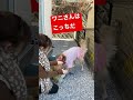 【ゴールデンレトリバー】大型犬　ワニさんを覚えて一生懸命ママにお届けするゴールデン2歳　＃shorts