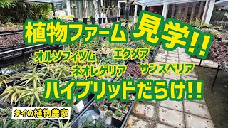 【タイの植物農家】オリジナルハイブリッドだらけ！！エクメア、ネオレゲリア、オルソフィツム、サンスベリア！！！