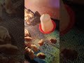 bv380 chicks brooding l poultry cute chicks in new brooder🥰 chicken