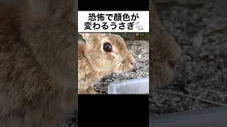 恐怖で明らかに顔色が変わるうさぎ