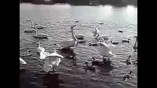 20140316-2大塚池公園のハクチョウ白鳥スワンSWANS