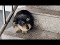 I Encountered a Stray Puppy in the Stairwell, and It Followed Me Back Home!