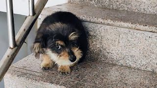 I Encountered a Stray Puppy in the Stairwell, and It Followed Me Back Home!