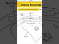 Internal Respiration and the Fascinating Journey of Oxygen, Explained in 30 Seconds!