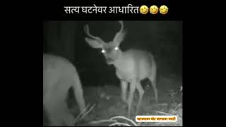 A tiger was hunted by a deer ..😳 | True incident.. True video..😎 | Tiger with Deer 😳