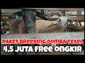 HARGA PAKET BREEDING DOMBA TEXEL 4,5 JUTA FREE ONGKIR DI KURAWA FARM KEDIRI