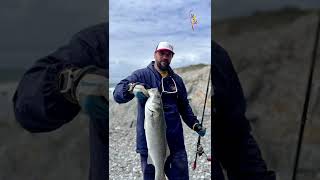 Spinning For Sea Bass From The Beach | Out For A Cast   #fishingCornwall