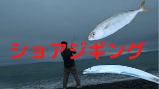 焼津市石津浜でワカシ・太刀魚GET  [静岡　ショアジギング]