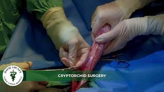 DCLAH Services - Castrations - Crypthorchid Surgery